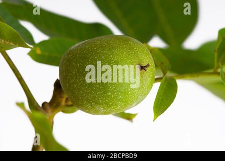 Grüne, unreife Nuss an einem Zweig Stockfoto