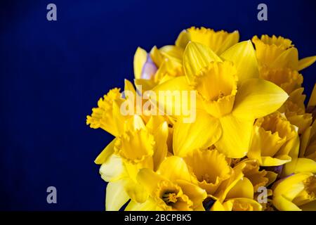 Schöner Blumenstrauß aus gelben Narzissen mit dunklem Hintergrund, Narzizen, Narzissen, Nahaufnahme Stockfoto