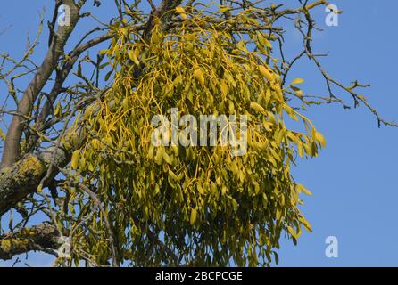 Lietzen, Deutschland. April 2020. Eine weißberlige Mistel (lat. Viscum-Album) an einem Obstbaum. Die Mistel wächst als Halbparasit auf Bäumen und hat immergrüne, ovoide, ledrige Blätter. In der modernen Pflanzenheilkunde wird Mistel zur Behandlung von Bluthochdruck und Krebs verwendet. In der Vergangenheit galt Mistel als Allheilmittel. Credit: Patrick Pleul / dpa-Zentralbild / ZB / dpa / Alamy Live News Stockfoto