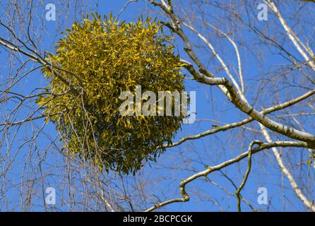 Lietzen, Deutschland. April 2020. Eine Weißbeere Mistel (lat. Viscum-Album) an einer Birke. Die Mistel wächst als Halbparasit auf Bäumen und hat immergrüne, eiförmige, ledrige Blätter. In der modernen Pflanzenheilkunde wird Mistel zur Behandlung von Bluthochdruck und Krebs verwendet. In der Vergangenheit galt Mistel als Allheilmittel. Credit: Patrick Pleul / dpa-Zentralbild / ZB / dpa / Alamy Live News Stockfoto