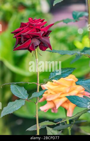 Rosen blühen an einem Busch im Garten an einem sonnigen Tag. Rotmagenta große Blume nah oben und verschwommener Hintergrund, vertikale Ansicht. Stockfoto