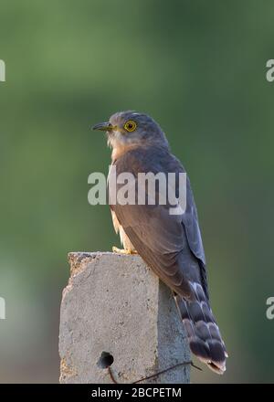 Gemeinsamen Hawk Cuckoo (Hierococcyx Varius) Stockfoto