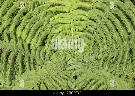 Baumfarn. Luftaufnahme der Baumfarnmitte mit ineinandergreifenden Wedeln. Neuseeland. Zealandia Sanctuary, Wellington. Vollformat, Landschaft, keine Menschen. Stockfoto