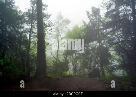 Waldnebel in den Bergen des Olymp in Griechenland Stockfoto