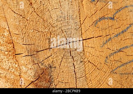 Jahresringe an einem frischen Schnitt eines Baumes Stockfoto