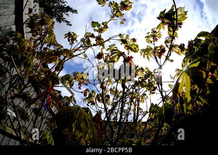 Acer Japonicum Aconitifolium Stockfoto