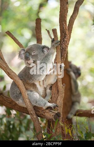 Koala sitzt auf Eukalyptus-Baumzweig, Brisbane, Queensland, Australien Stockfoto