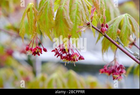 Acer Japonicum Aconitifolium Stockfoto