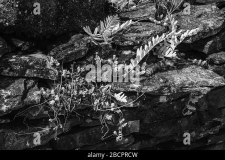 Farne auf einer Trockensteinmauer Stockfoto