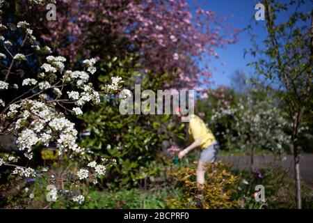 Clapham, London, Großbritannien. Apr 2020. Nutzt das sonnige Wetter, um während des Coronavirus-Sperrens Gartenarbeit zu leisten. Kredit: Anna Watson/Alamy Live News Stockfoto