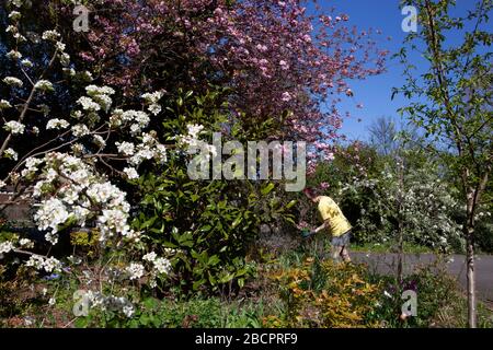 Clapham, London, Großbritannien. Apr 2020. Nutzt das sonnige Wetter, um während des Coronavirus-Sperrens Gartenarbeit zu leisten. Kredit: Anna Watson/Alamy Live News Stockfoto