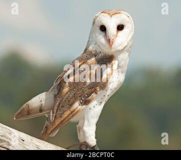 Schleiereule (Tyto Alba), Lone Pine Koala Sanctuary, Brisbane, Queensland, Australien Stockfoto