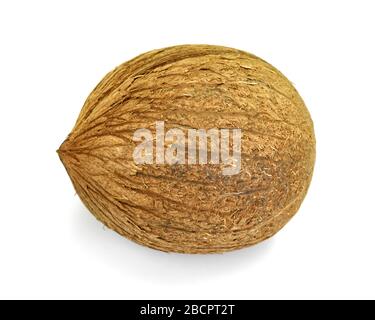 Eine einzige ganze Kokosnuss isoliert über dem weißen Hintergrund Stockfoto