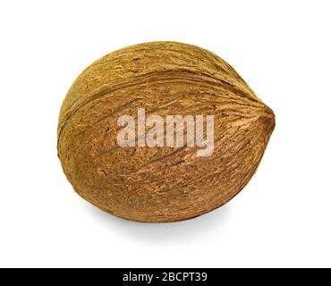Eine einzige ganze Kokosnuss isoliert über dem weißen Hintergrund Stockfoto
