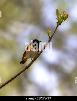 Nahaufnahme des amerikanischen Redstart-Warblers, der auf Twig im Wald percht Stockfoto