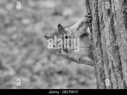 Schwarzweißfoto mit Nahaufnahme von grauem Kürbis, das hinter einem Baum herausprießelt und die Kamera anstarrt Stockfoto