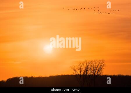 Orangefarbene Sonnenuntergangslandschaft mit Baumsilhouette und fliegenden Gänsen strömen Stockfoto