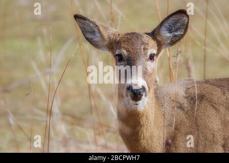 Nahaufnahme des Porträts von White Tailed Deer Stockfoto