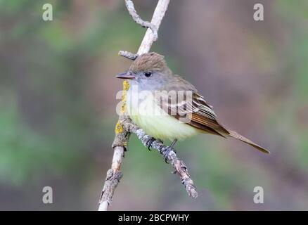 Nahaufnahme des großartigen kremsten Flycatcher-Vogels, der ruhig auf dem Baumzweig aufzieht Stockfoto