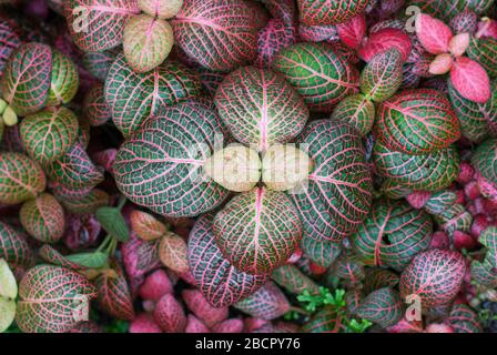 Miniaturpflanzen mit variierter Pflanzenwelt im Princess of Wales Conservatory, Royal Botanical Gardens in Kew, Richmond, London Stockfoto