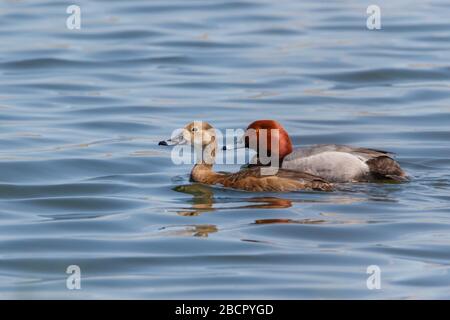 Rotkopfenten im blauen Wasser schwimmen Stockfoto