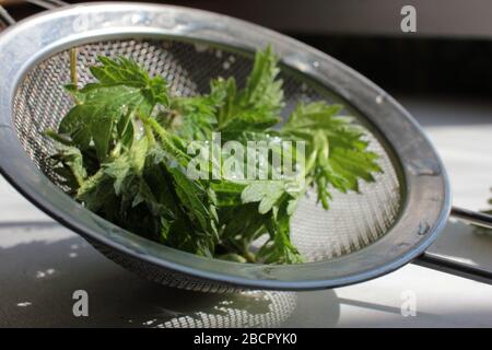 Frische Brennnesselblätter im Sieb auf weißem Holztisch. Zutat für gesunde Vitaminsalat, Diät vegetarische Suppe oder Kräutertee. Futterpflanzen essbare Pflanzen Stockfoto