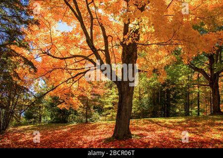 Maple trees autumn colors on a sunny day Stockfoto