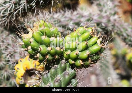 Kaktus cylindropuntia spinosior Stockfoto