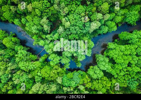 Blick auf Wald und Fluss im Tuchola Nationalpark Stockfoto