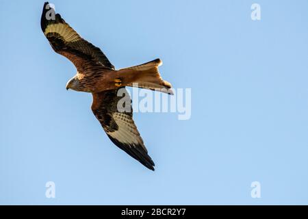 Waltham on the Wolds Leicestershire 5. April 2020: Ein Fotograf, der zum Glück eine atemberaubende Darstellung genoss, als ein Roter Kite jagt und mit einer Mahlzeit zu seinem Nest zurückkehrt, wobei die Natur und die Tierwelt bekannt sind, um der psychischen Gesundheit zu helfen, nahm der Fotograf die Bilder während der sozialen Distanzierungsmaßnahmen von seinem Balkon über den Blick auf die Leicestershire Wilds auf. Isolierung von essentieller Bedeutung, um das Wohlbefinden während des Ausbruchs des Coronavirus sicherzustellen (auch bekannt als COVID-19). Clifford Norton Alamy Stockfoto