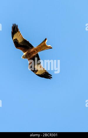 Waltham on the Wolds Leicestershire 5. April 2020: Ein Fotograf, der zum Glück eine atemberaubende Darstellung genoss, als ein Roter Kite jagt und mit einer Mahlzeit zu seinem Nest zurückkehrt, wobei die Natur und die Tierwelt bekannt sind, um der psychischen Gesundheit zu helfen, nahm der Fotograf die Bilder während der sozialen Distanzierungsmaßnahmen von seinem Balkon über den Blick auf die Leicestershire Wilds auf. Isolierung von essentieller Bedeutung, um das Wohlbefinden während des Ausbruchs des Coronavirus sicherzustellen (auch bekannt als COVID-19). Clifford Norton Alamy Stockfoto