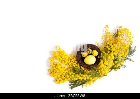 Osterzusammensetzung mit gelben Eiern im Gelege verzweigt sich gelbe Akazie auf weißem Grund. Kopierbereich, Draufsicht, flaches Layout. Stockfoto