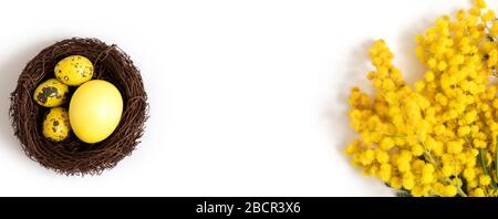 Ostergelbe Eier in einem Gelege und Akazienblüten auf weißem Grund. Banner. Kopierbereich, Draufsicht, flaches Layout. Stockfoto