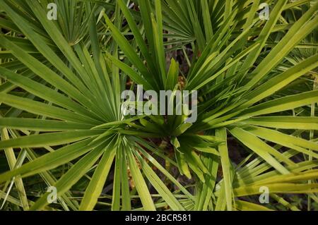 Dominierende Farbe grün Stockfoto