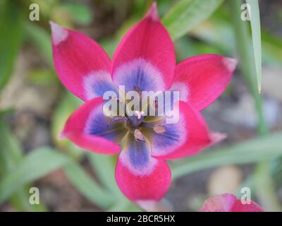 Tulip kleine Schönheit Nahaufnahme isoliert vor verschwommenem Laub Hintergrund schöne rosa Blume blau innen Stockfoto