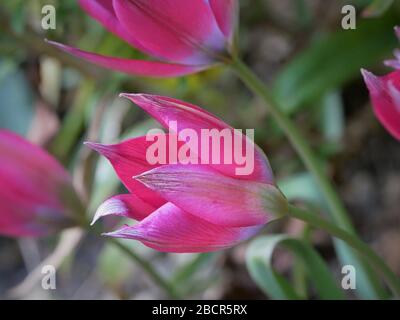 Tulip kleine Schönheit Nahaufnahme Seitenansicht unter anderen Blumen isoliert vor verschwommenem Laub Hintergrund schöne rosa Blume blau innen Stockfoto