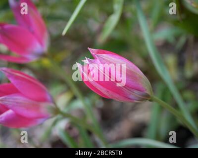 Tulip kleine Schönheit Nahaufnahme der Seitenansicht isoliert vor verschwommenem Laub Hintergrund schöne rosa Blume blau innen Stockfoto