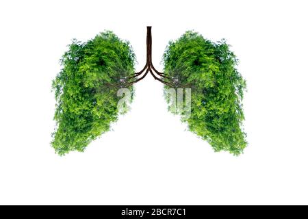 Abbildung: Lungenbaum (Umwelt und Medizin) Stockfoto