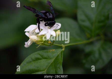 Ein Käfer strümet auf einer Jasminblüte. Stockfoto