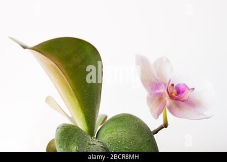 Weiße Orchideenblume isoliert. Weißer minimaler floraler Hintergrund mit Kopierfläche. Einfachheit. Stockfoto