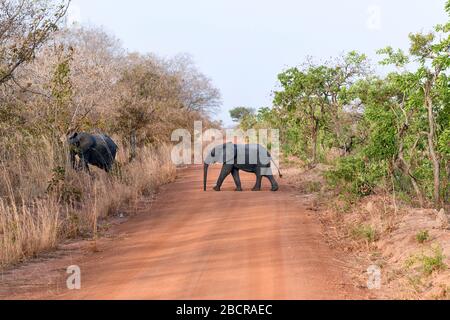 Afrika, Westafrika, Burkina Faso, Region Pô, Nationalpark Nazinga. Eine Kalbe überquert einen unbefestigten Weg. Stockfoto