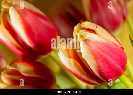 Detaillierte rote und gelbe Tulpenblätter, Muttertag oder ostertulpenblümhintergrund, Blumenstrauß mit Federtulpenbraut auf gelbem Hintergrund Stockfoto