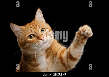 Porträt der verspielten Ingwer-Katze, die Paw hochhebt und in der Kamera auf isoliertem schwarzem Hintergrund sieht Stockfoto