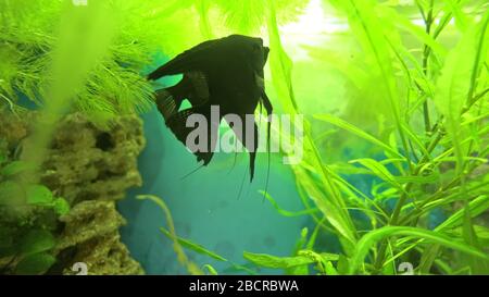 Angelfisch Pterophyllum schuppig im Aquarienfisch schwarz-weiß. Stockfoto