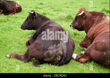 Kühe, die auf einer Wiese ruhen, Castro Urdiales, kantabrien, Spanien, Europa Stockfoto