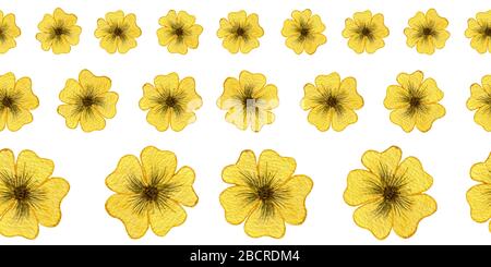 Nahtloses Border-Design mit gelben Blumen auf weißem Hintergrund, dekorative Aquarellblumenkollektion Stockfoto