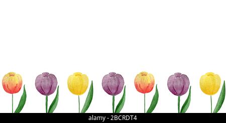 Bunte Tulpen, isoliert auf weißem, wasserfarbenfrohen Tulpenblumen-Rand mit Kopierraum, Muttertag oder osterhintergrund Stockfoto