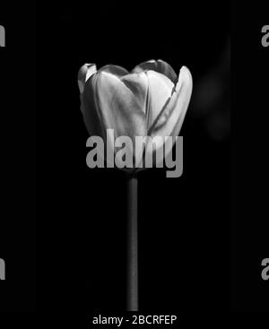 Einzelne Tulpen blühen in Schwarzweiß Stockfoto