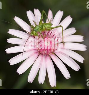 Bush-Cricket-Nymphe, die sich von einer rosafarbenen Salzblume ernährt Stockfoto