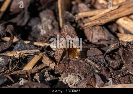 Dunkel umrandete Bienenfliege, Bombylius Major, legt Eier auf gemahlene Baumrinde. Die Bienenfliegenlarve ernährt sich von bodenbewohnenden Bienen gruben und legt Eier in der Nähe der nes Stockfoto